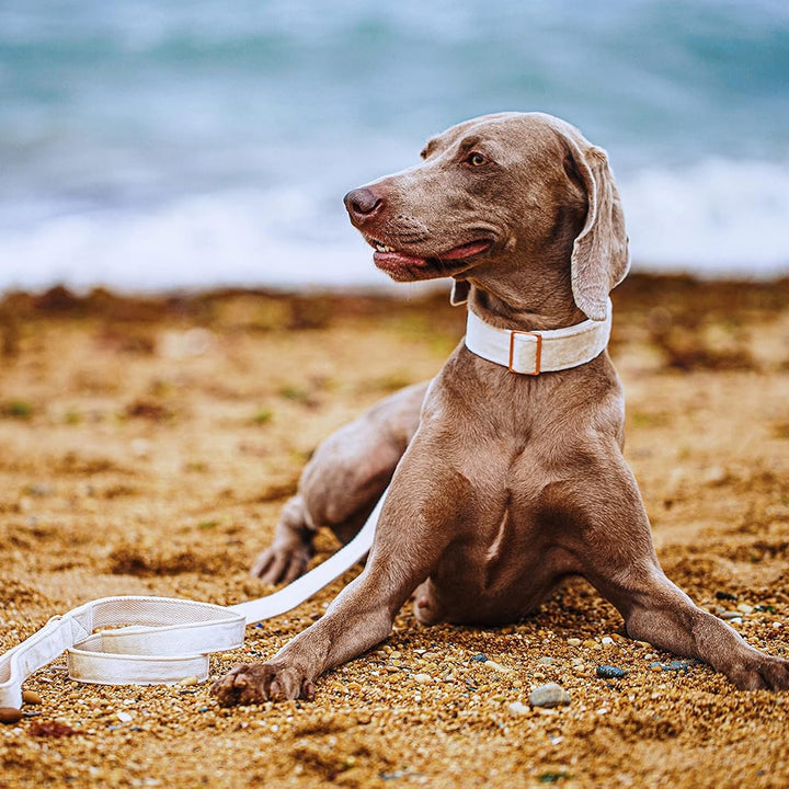 Dog Collar and Leash Set, Soft White Velvet Dog Collar and Leash, Adjustable Collars for Dogs