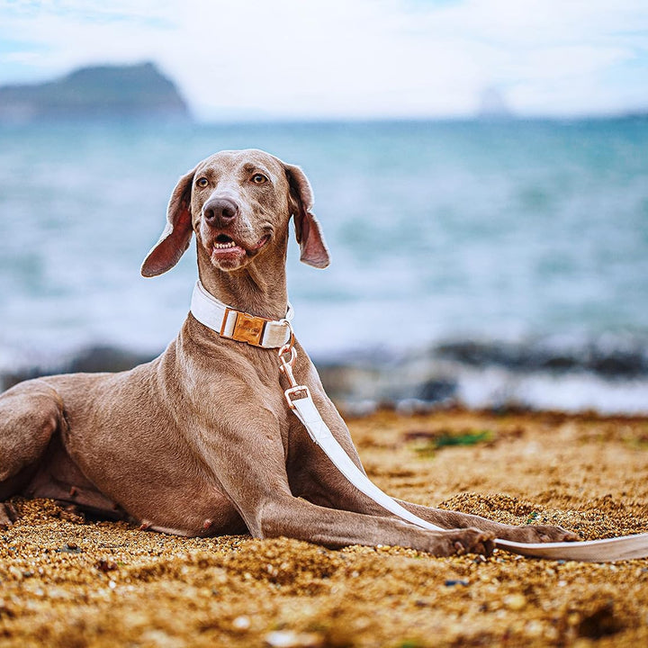 Dog Collar and Leash Set, Soft White Velvet Dog Collar and Leash, Adjustable Collars for Dogs
